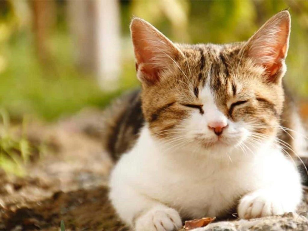 Mèo tam thể khoẻ mạnh nằm nghỉ ngoài sân
