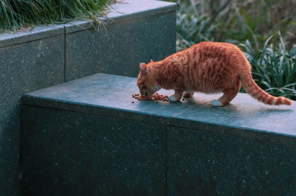 Hạt khô Kitten Boost — Gà tây & trứng
