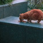 Mèo ăn hạt khô Kitten Boost