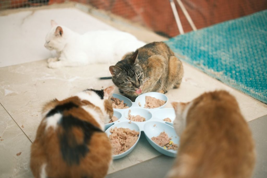 Góc cho mèo ăn thử tại cửa hàng