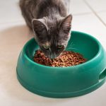 Pate và thức ăn ướt cho mèo