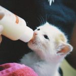Sữa dinh dưỡng Kitten Grow 300g