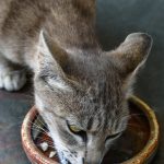 Mèo ăn pate từ bát gốm